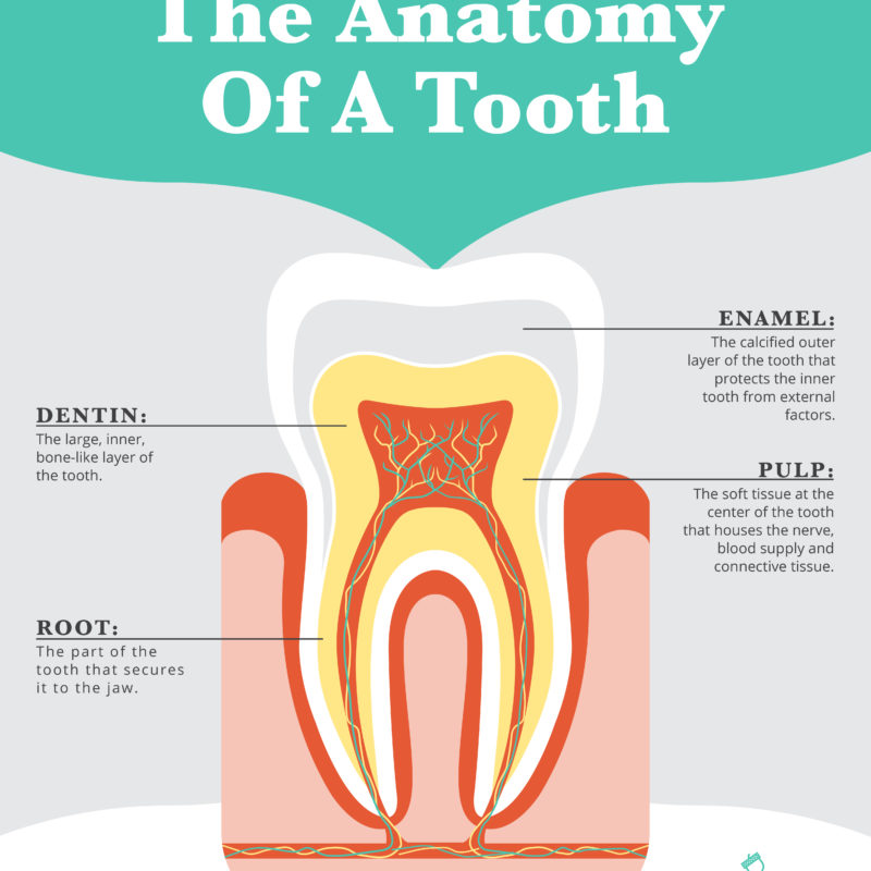 The Anatomy Of The Tooth