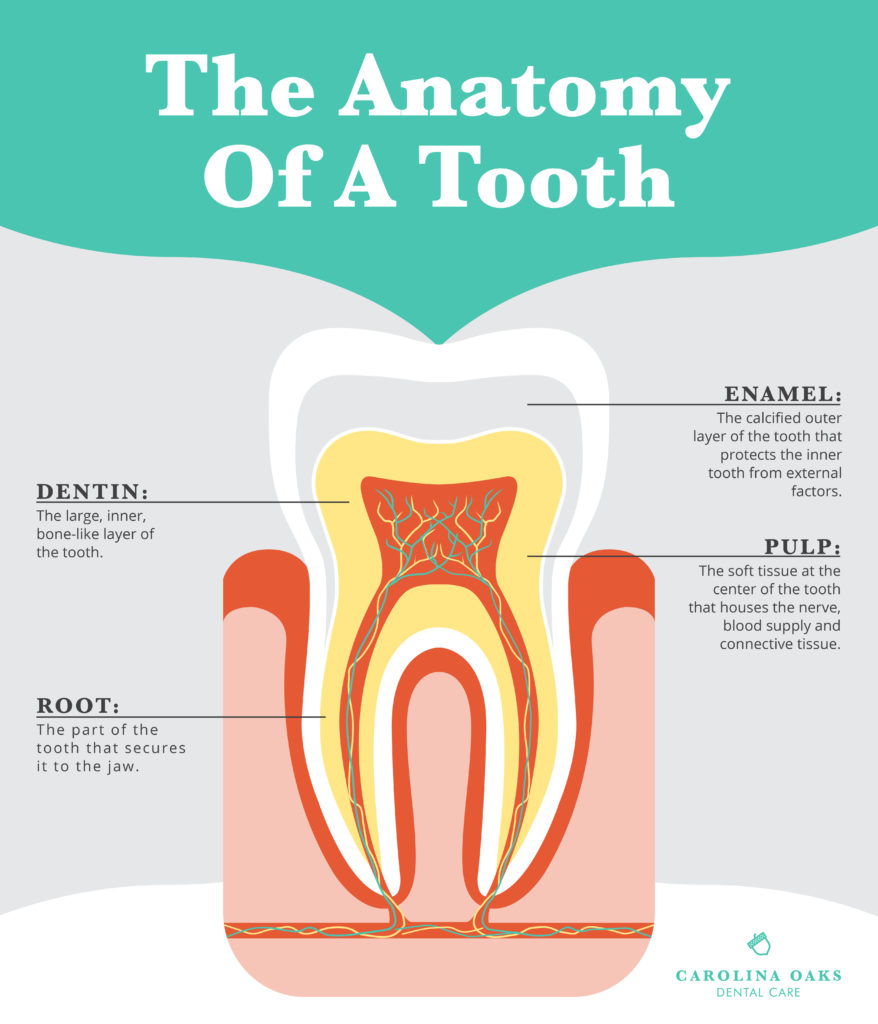 The Anatomy of a Tooth